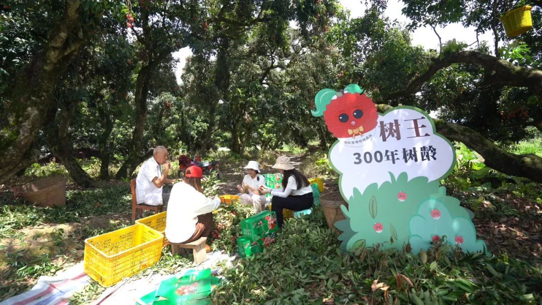 南方农村报 王富迪 拍摄